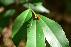 Ardisia cornudentata morrisonensis