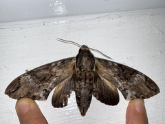 Psilogramma discistriga