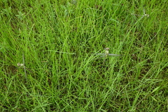 Ophiogomphus obscurus