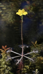 Utricularia inflata
