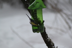 Parus major