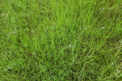 Ophiogomphus obscurus