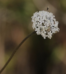 Melanthera nivea