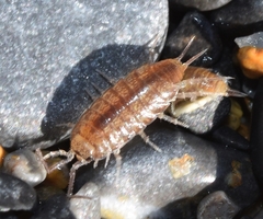 Halophiloscia hirsuta