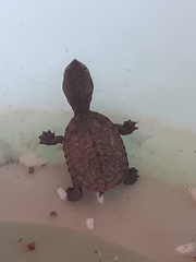 Mesoclemmys tuberculata