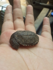 Mesoclemmys tuberculata