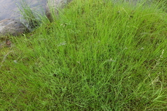 Ophiogomphus obscurus