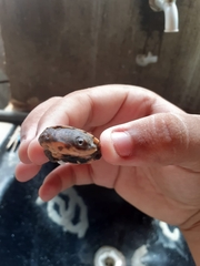 Mesoclemmys tuberculata