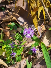 Centratherum punctatum