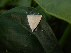 Meganola brunellus