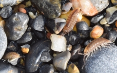 Halophiloscia hirsuta