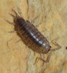 Halophiloscia hirsuta