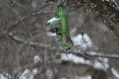 Chloris chloris