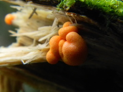 Lycogala epidendrum