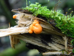 Lycogala epidendrum