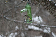 Chloris chloris
