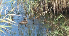 Anas platyrhynchos × undulata