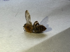 Cadeguala occidentalis