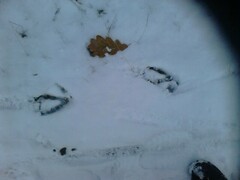 Anser anser domesticus