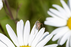 Calocoris roseomaculatus