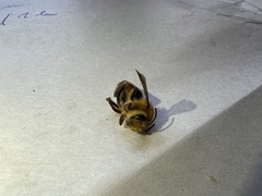 Cadeguala occidentalis