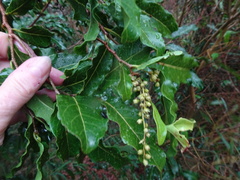 Homalium deplanchei