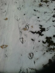 Anser anser domesticus