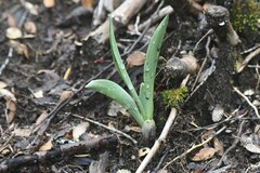 Chloraea magellanica