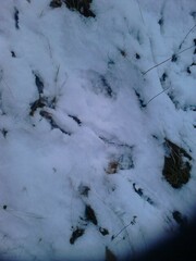 Anser anser domesticus