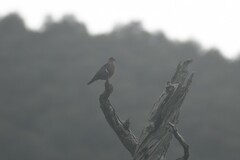 Patagioenas araucana