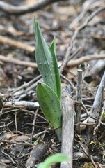 Chloraea magellanica
