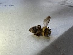 Cadeguala occidentalis