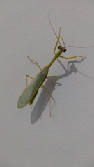 Parastagmatoptera