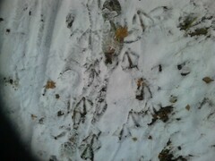 Anser anser domesticus