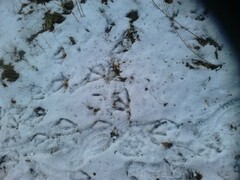 Anser anser domesticus