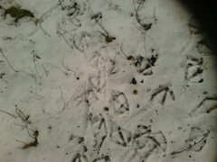 Anser anser domesticus