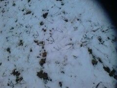 Anser anser domesticus