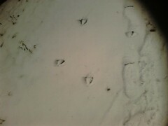 Anser anser domesticus