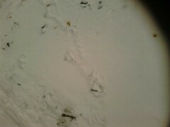 Anser anser domesticus