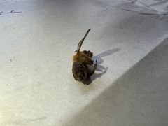 Cadeguala occidentalis