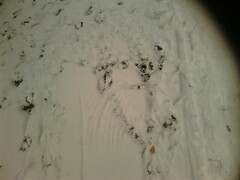 Anser anser domesticus