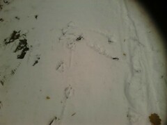 Anser anser domesticus