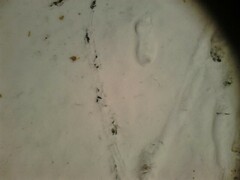 Anser anser domesticus