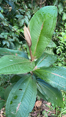 Miconieae