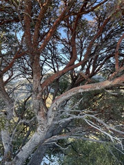 Arbutus arizonica