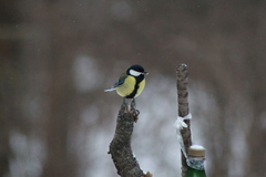 Parus major