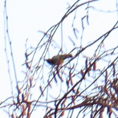 Phoenicurus ochruros