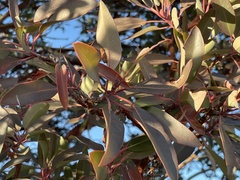 Arbutus arizonica