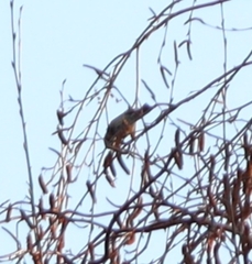 Phoenicurus ochruros