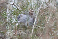 Sciurus niger cinereus